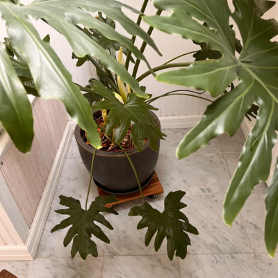 Kệ Để Chậu Cây Có Bánh Xe ANKAN, Đế Để Chậu Cây, Kệ Giá Đỡ Chậu Hoa Cây Cảnh, Hình Vuông Màu Vàng R30 Cm, Tải 150kg