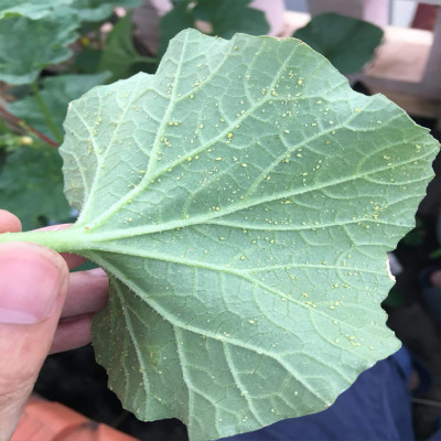 Bẫy Bọ Phấn Trắng gây hại dưa lưới đạt hiệu quả 90% và bẫy côn trùng khác bằng Cuộn Keo Dính Màu Vàng Israel (Combo 20 mét). Sticky Yellow Roll dùng trong ngành nông nghiệp sạch, hạn chế thuốc Bảo Vệ Thực Vật