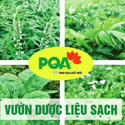 Giải Nhiệt PQA Thành Phần Từ Thiên Nhiên Giúp Thanh Nhiêt Lương Huyết Dùng Cho Người Bị Nóng Trong Hộp 125ml