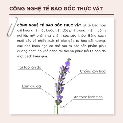 Kem Chống Nắng Lalamos Nhụy Kim Ngân Hoa White Tone-Up SPF 50+ PA++++ 50ml