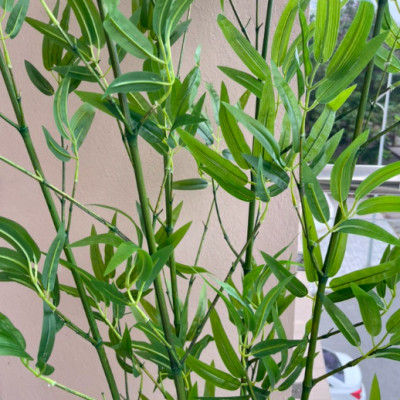 Chậu cây trúc quân tử giả - Size từ 120cm đến 200cm - Cây giả, hoa lụa Decor trang trí nhà cửa