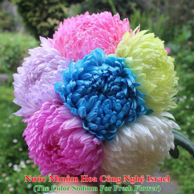 Dung Dịch Nhuộm Hoa Cắt Cành Đổi Màu (Combo 4 chai) theo Công Nghệ Israel giúp hoa nhuộm đổi màu theo ý muốn – The Color Sodium for Fresh Flowers