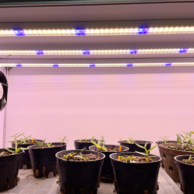 Đèn LED Trồng Cây và Quang Hợp Cho Cây Trong Nhà, Đủ Phổ Như Ánh Sáng Tự Nhiên, Chính Hãng Rạng Đông, Bảo Hành 2 Năm.