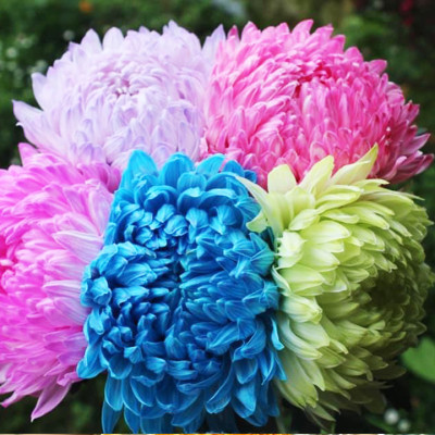 Dung Dịch Nhuộm Hoa Cắt Cành Đổi Màu (Combo 4 chai) theo Công Nghệ Israel giúp hoa nhuộm đổi màu theo ý muốn – The Color Sodium for Fresh Flowers