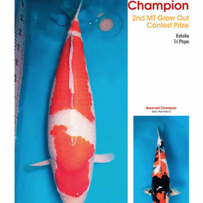 Cá Koi Vietnam - Tập 3