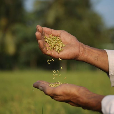 Gạo  ST25 Lúa Tôm Túi 5Kg - Cơm mềm dẻo, vị ngọt, thơm 