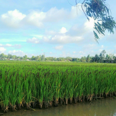 Combo 2 Túi Gạo ST25  2Kg Ông Thọ  - Cơm Thơm, Dai, Mềm Dẻo, Vị Ngọt - Đạt giải gạo ngon nhất thết giới 2019 tại Manila