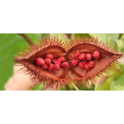 Bột Điều Màu Ông Chà Và 70g (Annatto Powder)