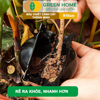 Bầu Chiết Cành GreenHome, R10cm(1 Thùng 80 CÁI), Tăng Khả Năng Ra Rễ,Phù Hợp Với Xoài, Mít,Sầu Riêng