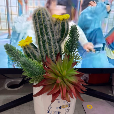 Chậu sen đá trang trí - Cây giả, hoa lụa Decor trang trí nhà cửa.