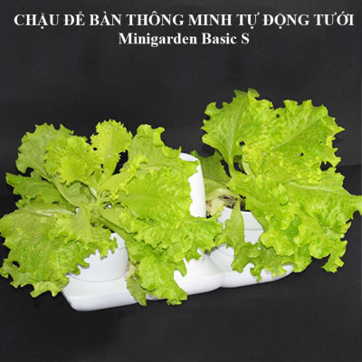 BỘ CHẬU TRỒNG RAU THÔNG MINH TỰ ĐỘNG TƯỚI trong vòng 2 tháng BASIC S, sử dụng 10 năm