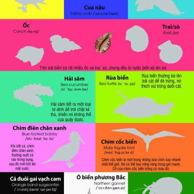 Dán hình nhận biết động vật - Động vật biển