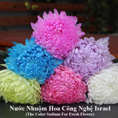 Dung Dịch Nhuộm Hoa Cắt Cành Đổi Màu (Combo 4 chai) theo Công Nghệ Israel giúp hoa nhuộm đổi màu theo ý muốn – The Color Sodium for Fresh Flowers