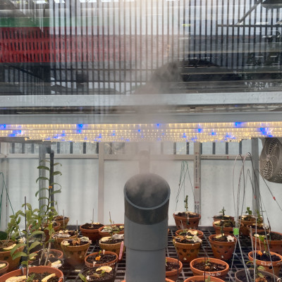 Đèn LED Trồng Cây và Quang Hợp Cho Cây Trong Nhà, Đủ Phổ Như Ánh Sáng Tự Nhiên, Chính Hãng Rạng Đông, Bảo Hành 2 Năm.