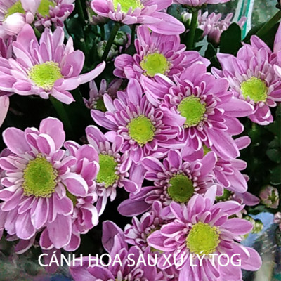 Nước Cắm Hoa Lâu Tàn Tại Vựa Bán Hoa Tươi (Combo 2 Chai 100ml) Nhập Khẩu Israel TOG Galileo Giúp Kiềm Hoa Không Nở Tại Vựa Và Không Thay Nước Trong Xô 5 Ngày Liên Tục