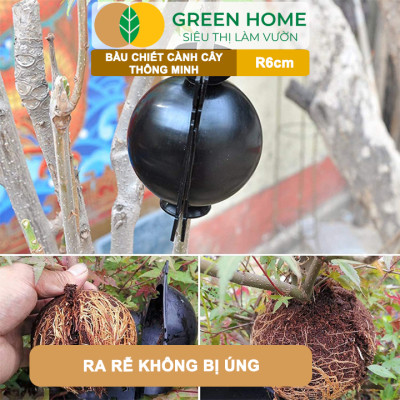 Bầu Chiết Cành GreenHome, R6cm(1 Thùng 100 CÁI), Tăng Khả Năng Ra Rễ, Phù Hợp Với Mai Vàng, Ổi, Mận