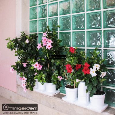 Combo 2 Bộ Chậu Tự Dưỡng Trồng Rau sạch, Trồng Cây Xanh Để Bàn Basic S & UNO nhập khẩu Bồ Đào Nha dành cho người yêu rau và cây tại nhà 