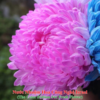 Dung Dịch Nhuộm Hoa Cắt Cành Đổi Màu (Combo 4 chai) theo Công Nghệ Israel giúp hoa nhuộm đổi màu theo ý muốn – The Color Sodium for Fresh Flowers