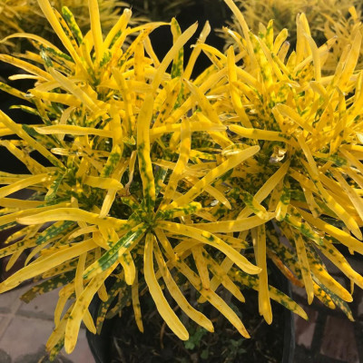 Cây vàng bạc + Tặng phân bón cho cây mau lớn