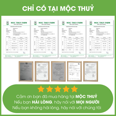Tinh Dầu Tràm Huế Nguyên Chất Hữu Cơ MỘC THỦY 100ML - Cajeput Essential Oil - Khử Mùi Xông Thơm Phòng, Thư Giãn - Đạt chuẩn chất lượng kiểm định