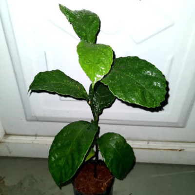 Cây chay, trái ruột đỏ, chiều cao 50cm