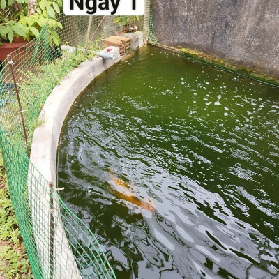 Đèn UV Sterilization King 60W (68cm) Bóng Kép Diệt Tảo Khuẩn Hồ Cá, Nước Thải, Sinh Hoạt