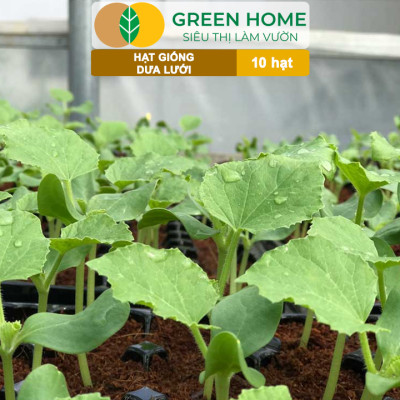 Hạt Giống Dưa Lưới Ruột Vàng Greenhome, Gói 10 Hạt, Dễ Trồng Quanh Năm, Nảy Mầm Cao, Thu Hoạch Nhanh, Năng Suất Cao T14