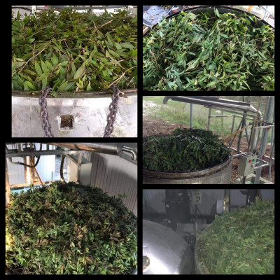 Tinh dầu Tràm Organic hữu cơ 10ml Mộc Mây - tinh dầu thiên nhiên nguyên chất 100% - dùng xông tắm ngừa cảm lạnh, giảm côn trùng cắn đốt cho Bé, Trẻ sơ sinh và Trẻ nhỏ | An toàn cho làn da nhạy cảm của Bé