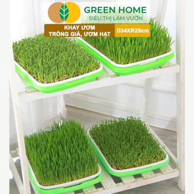 Khay Trồng Rau Greenhome, D34xR25xC5cm, Nhựa Nguyên Sinh, An Toàn, Chuyên Trồng Giá, Rau Mầm Tại Nhà, Không Cần Đất