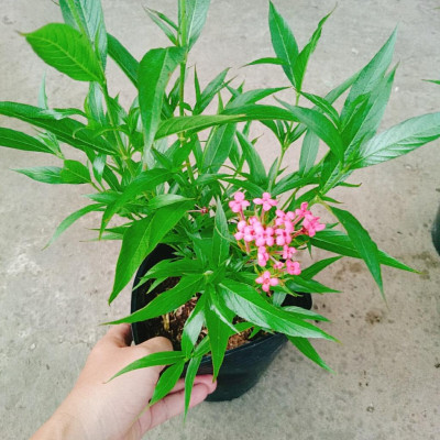 Cây Liễu Hồng - cây cảnh vườn + tặng phân bón cho cây mau lớn