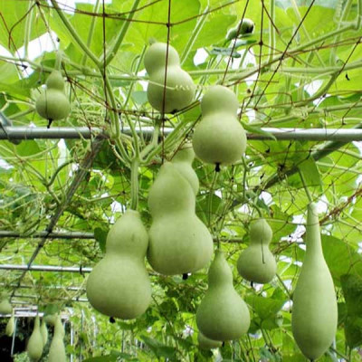 Hạt giống bầu Hồ Lô giống khỏe kháng bệnh năng suất cao VTP02