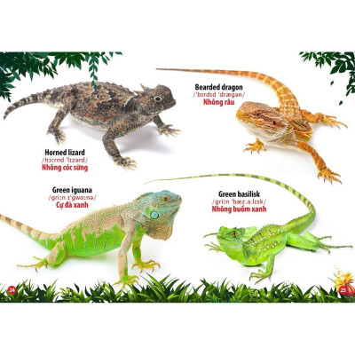 Sách - Từ Điển Bằng Hình - Thế Giới Côn Trùng Và Bò Sát - Song Ngữ Anh Việt - Việt Thư