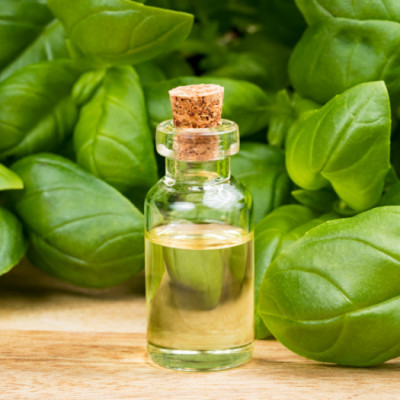 Tinh dầu Húng Quế 100ml nguyên chất từ thiên nhiên, xông phòng, khử mùi, thơm phòng, đuổi muỗi - KingOil