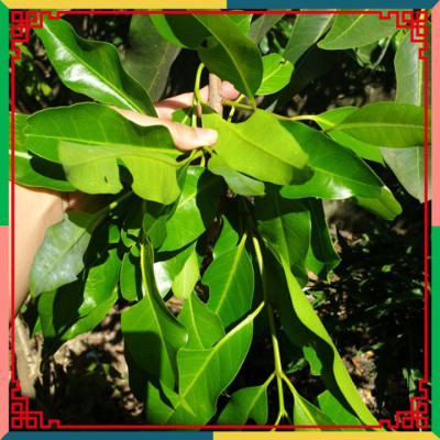 Trà lá vối túi lọc - Kiểm soát tiểu đường, tốt cho tiêu hóa FTAKY