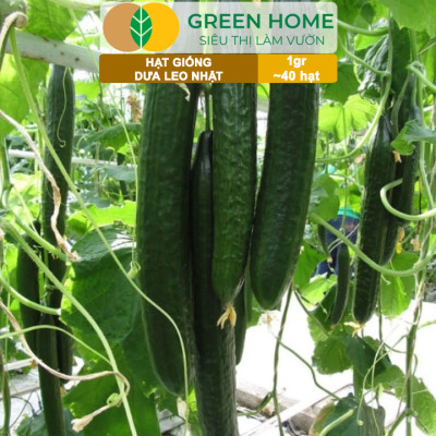 Hạt Giống Dưa Leo Nhật Lai F1 Greenhome, Gói 1gr 40 hạt, Dễ Trồng Quanh Năm, Nảy Mầm Cao, T24