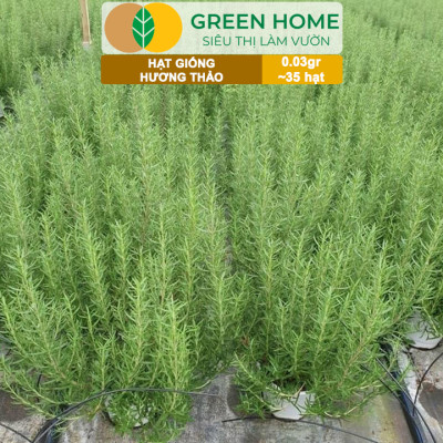 Hạt Giống Cây Hương Thảo GreenHome, Rosemary, Gói 0,03g~35 hạt, Dễ Trồng, Thu Hoạch Quanh Năm G06