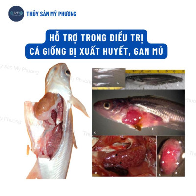 Chống sốc xử lý khí độc nổi đầu gan thận mủ Yucca nước Saponin De Oray Lvs đạt đầu con tôm thẻ cá lươn ếch ốc baba