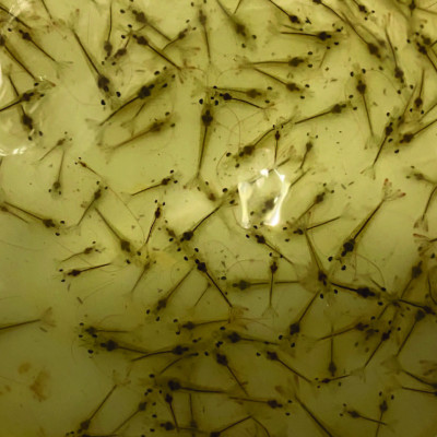 Kháng sinh tiêu diệt Vibrio TETRA - C