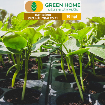 Hạt Giống Dưa Hấu Lai F1 Greenhome, Gói 10 Hạt, Dễ Trồng Quanh Năm, Nảy Mầm Cao, T26