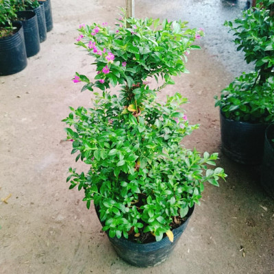 Cây Cẩm Tú Mai 3 Tầng - cây cảnh để bàn + tặng phân bón cho cây