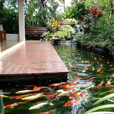 TN13A Khử Clo, Kim Loại Nặng Bể Cá Cảnh (50ml/250ml) - Công Thức Mới