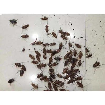 Combo 3 chai thuốc diệt kiến gián Anbio diệt tận gốc kiến hôi, kiến đen, kiên lửa, gián đức