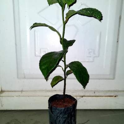 Cây chay, trái ruột đỏ, chiều cao 50cm