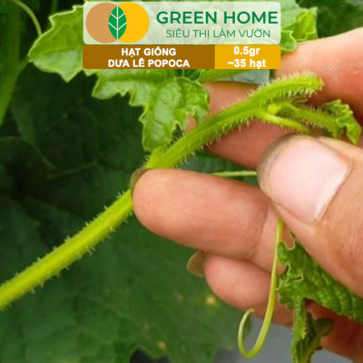 Hạt Giống Dưa Lê Popoca Siêu Ngọt, Greenhome, Gói 0.5GR~35 hạt, Dễ Trồng Quanh Năm, Nảy Mầm Cao, T25