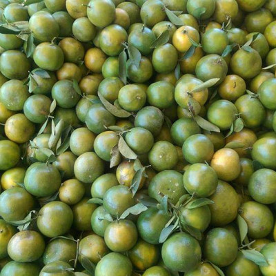 Tinh dầu Cam ngọt 100ml Mộc Mây - tinh dầu thiên nhiên nguyên chất 100% - chất lượng và mùi hương vượt trội