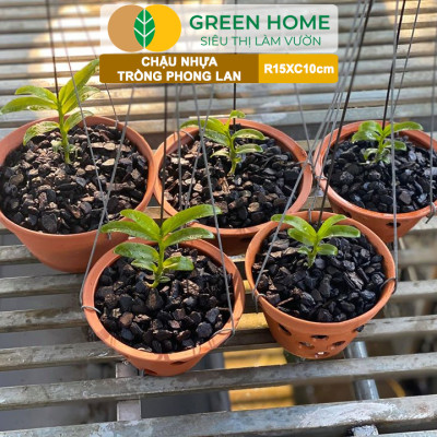 Chậu Trồng Lan Greenhome, R15xC10cm, Nhựa Màu Gốm, Bền, Đẹp, Chống Rơi Vỡ, Thoáng Rễ, Giá Thành Tốt