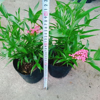 Cây Liễu Hồng - cây cảnh vườn + tặng phân bón cho cây mau lớn