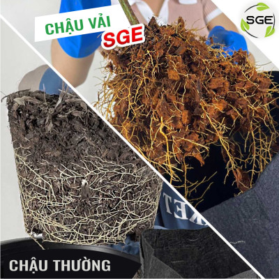 Chậu Vải Trồng Cây GB Cây Sinh Trưởng Nhanh Hơn Cây Trồng Trong Túi Hoặc Chậu Nhựa Phổ Biến Trong Kinh Doanh Nông Nghiệp SGE