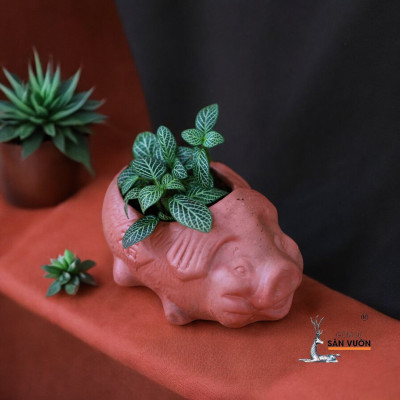 Chậu Gốm Đất Nung Hình chú Heo Con Mini