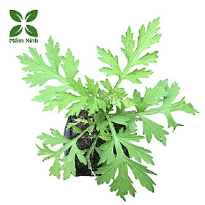 Cây Ngải Cứu Trồng Chậu– Lá Xanh, Dễ Trồng, Dễ Chăm